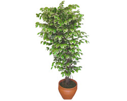 Ficus �zel Starlight 1,75 cm   Ankara cicek , cicekci 