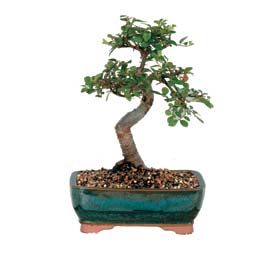  Ankara �nternetten �i�ek sipari�i  ithal bonsai saksi �i�egi  Ankara �i�ek g�nderme sitemiz g�venlidir 