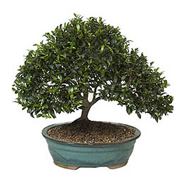  Ankara ucuz �i�ek g�nder  ithal bonsai saksi �i�egi  Ankara �i�ek g�nderme sitemiz g�venlidir 