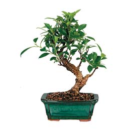  Ankara �i�ek sipari�i sitesi  ithal bonsai saksi �i�egi  Ankara �i�ek online �i�ek sipari�i 