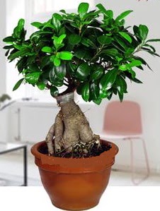 5 ya��nda japon a�ac� bonsai bitkisi  Ankara online �i�ek g�nderme sipari� 
