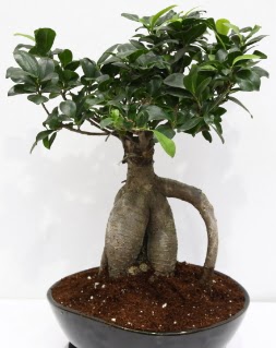 Japon a�ac� bonsai saks� bitkisi  Ankara �i�ek yolla 