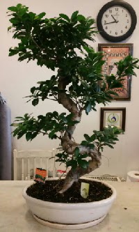 100 cm y�ksekli�inde dev bonsai japon a�ac�  Ankara hediye �i�ek yolla 