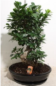 75 CM Ginseng bonsai Japon a�ac�  Ankara �nternetten �i�ek sipari�i 