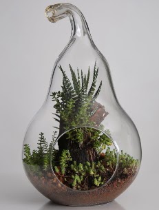 Armut cam k���k boy terrarium  Ankara �i�ek servisi , �i�ek�i adresleri 