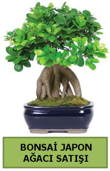 Bonsai japon a�ac� sat���  Ankara �i�ek sat��� 
