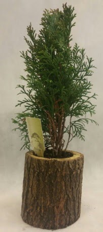 SINIRLI STOK Selvi Bonsai Do�al k�t�kte  Ankara hediye �i�ek yolla 