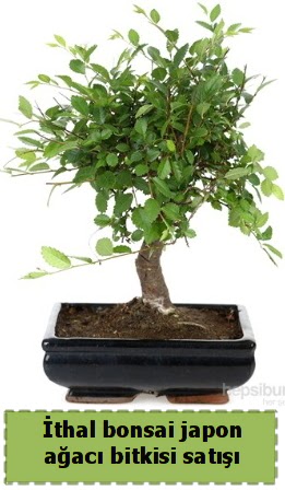 �thal bonsai saks� �i�e�i Japon a�ac� sat���  Ankara hediye �i�ek yolla 