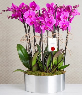 11 dallı mor orkide metal vazoda  Ankara çiçek gönderme sitemiz güvenlidir 