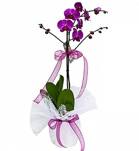 Tek dallı saksıda ithal mor orkide çiçeği  Ankara çiçekçiler  
