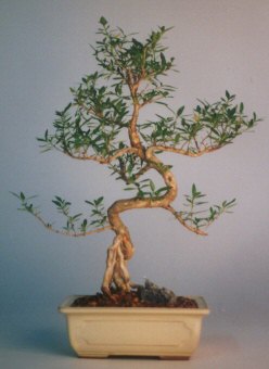  Ankara �i�ek sat���  ithal bonsai saksi �i�egi  Ankara �i�ek sipari�i vermek 