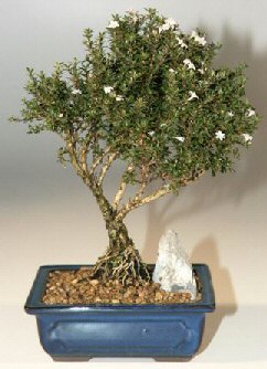  Ankara �i�ek , �i�ek�i , �i�ek�ilik  ithal bonsai saksi �i�egi  Ankara online �i�ek g�nderme sipari� 