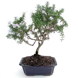 ithal bonsai saksi �i�egi  Ankara �i�ek�i telefonlar� 
