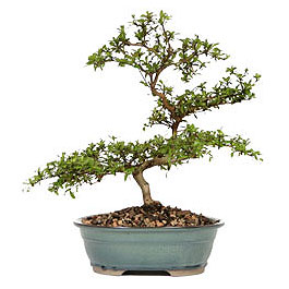  Ankara hediye �i�ek yolla  ithal bonsai saksi �i�egi  Ankara �i�ek g�nderme sitemiz g�venlidir 