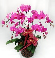 6 Dallı mor orkide çiçeği  Ankara anneler günü çiçek yolla 