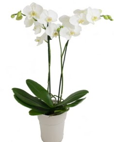 2 dallı beyaz orkide  Ankara uluslararası çiçek gönderme 