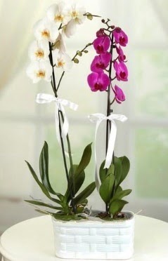 1 mor 1 dal beyaz İthal orkide sepet içerisinde  Ankara çiçek mağazası , çiçekçi adresleri 