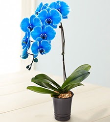 1 dall sper esiz mavi orkide  Ankara iek maazas , ieki adresleri 