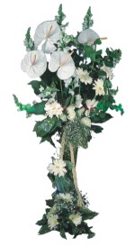  Ankara �i�ek ma�azas� , �i�ek�i adresleri  antoryumlarin b�y�s� �zel