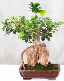 Japon a�ac� bonsai saks� bitkisi  Ankara ucuz �i�ek g�nder 