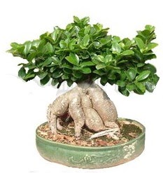 Japon a�ac� bonsai saks� bitkisi  Ankara �i�ek g�nderme 