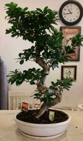100 cm yüksekliğinde dev bonsai japon ağacı  Ankara hediye çiçek yolla 