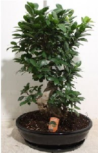 75 CM Ginseng bonsai Japon a�ac�  Ankara �nternetten �i�ek sipari�i 