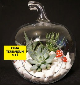 5 kaktüslü Elma terrarium orta boy  Ankara online çiçek gönderme sipariş 