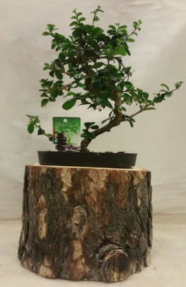 Doğal kütük içinde bonsai japon ağacı  Ankara hediye çiçek yolla 