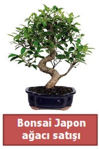 Japon a�ac� bonsai sat���  Ankara �i�ek sipari�i sitesi 