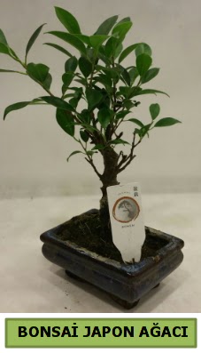 Bonsai japon a�ac� saks� bitkisi  Ankara �i�ek servisi , �i�ek�i adresleri 