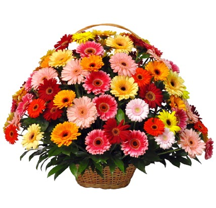 Karışık renkli büyük gerbera sepet aranjmanı  Ankara çiçek gönderme sitemiz güvenlidir 