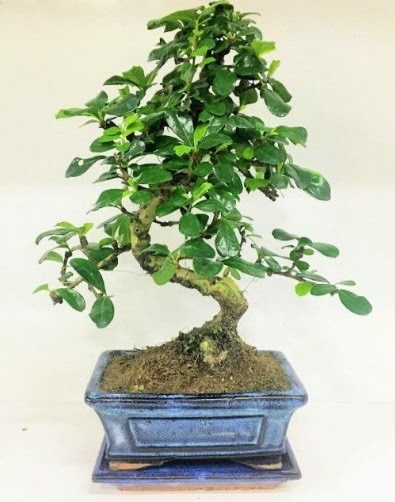 S Bonsai japon ağacı bitkisi  Ankara uluslararası çiçek gönderme 